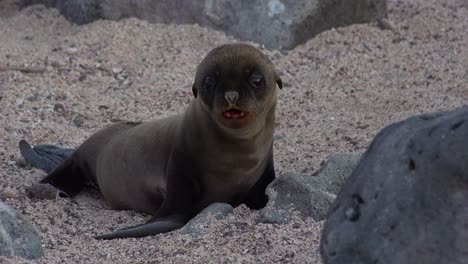 Ein-Seelöwenbaby-Sucht-Auf-Einer-Insel-Der-Galapagos-Inseln-Nach-Seiner-Mutter