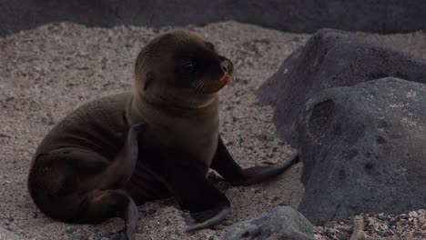 A-baby-sea-lion-pup-scratches-an-itch-on-an-island-in-the-Galapagos