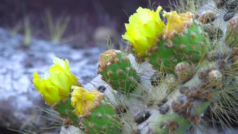 Prickly-pear-cactus-plants-grow-on-the-Galapagos-Islands-Ecuador