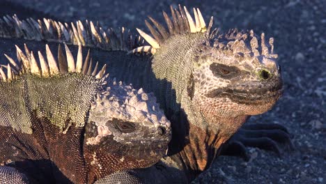 Marine-iguanas-bask-in-the-sun-in-the-Galapagos-Islands-Ecuador-3