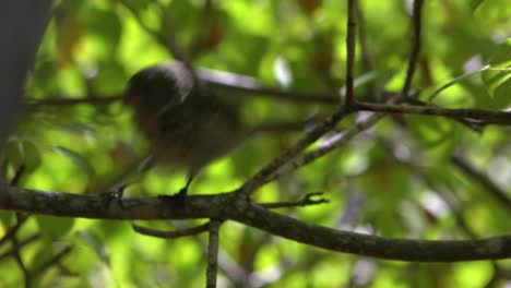A-Galapagos-finch-sits-in-a-tree-the-bird-that-inspired-Darwin's-theory-of-evolution