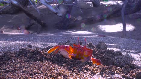 Cangrejo-Sally-Lightfoot-Rojo-Brillante-Mueve-La-Arena-De-Su-Madriguera-En-Una-Playa-En-Las-Galápagos