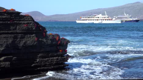 Leuchtend-Rote-Sally-Lightfoot-Krabben-Mit-Schiffen-In-Der-Ferne-Auf-Den-Galapagos-Inseln