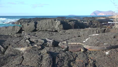 Iguanas-Marinas-Yacen-Sobre-Rocas-De-Lava-En-Las-Islas-Galápagos