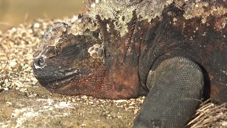 Marine-iguanas-lay-on-lava-rocks-in-the-Galapagos-Islands-2