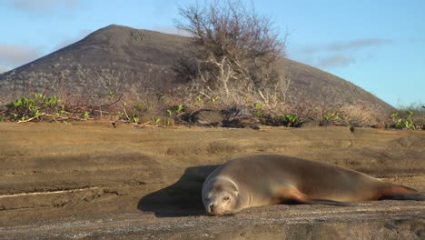 A-sea-lion-sleeps-in-front-of-a-volcano-on-the-Galapagos-Islands