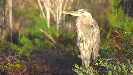 A-great-blue-heron-stands-in-a-wetland-in-the-Galapagos-Islands