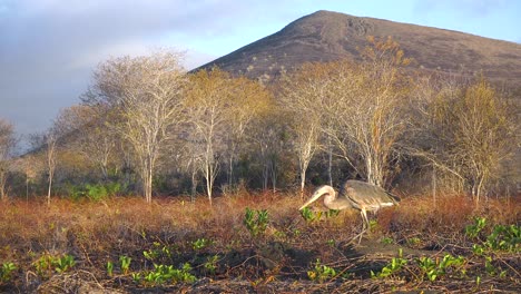A-great-blue-heron-walks-along-a-beach-in-the-Galapagos-Islands