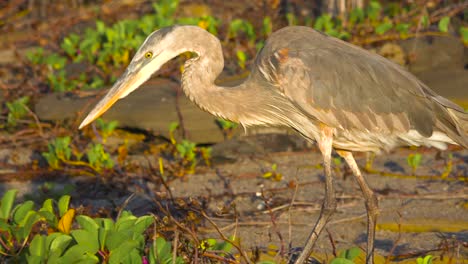 A-great-blue-heron-hunst-and-fished-in-a-wetland-in-the-Galapagos-Islands