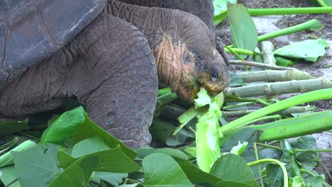 Land-tortoises-feed-on-greenery-at-the-Charles-Darwin-Research-Station-in-Puerto-Ayora-Galapagos-Ecuador-1