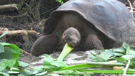 Land-tortoises-feed-on-greenery-at-the-Charles-Darwin-Research-Station-in-Puerto-Ayora-Galapagos-Ecuador-2