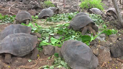 Las-Tortugas-Terrestres-Se-Alimentan-De-La-Vegetación-En-La-Estación-De-Investigación-Charles-Darwin-En-Puerto-Ayora-Galápagos-Ecuador-3