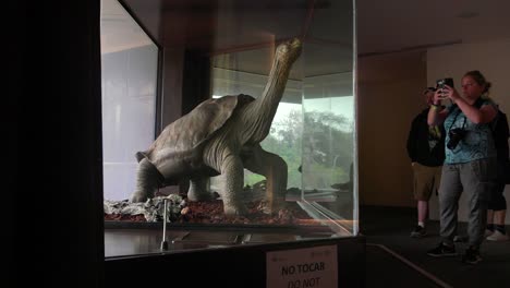 Lonesome-George-the-last-of-a-breed-of-land-tortoises-is-on-display-at-the-Charles-Darwin-Research-Center-in-the-Galapagos