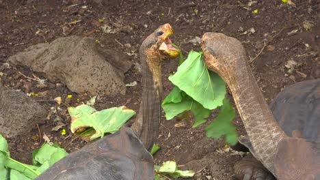 Land-tortoises-feed-on-greenery-at-the-Charles-Darwin-Research-Station-in-Puerto-Ayora-Galapagos-Ecuador-4