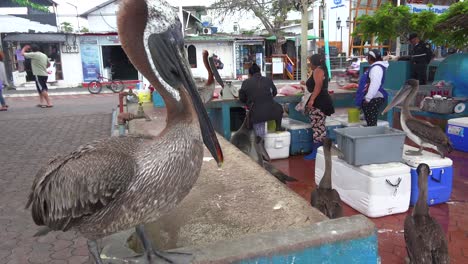 Pelikane-Sitzen-über-Dem-Fischmarkt-In-Puerto-Ayora-Galapagos-Ecuador