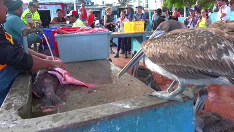 Pelicans-sit-above-the-fish-market-at-Puerto-Ayora-Galapagos-Ecuador-1