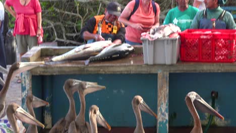 Pelikane-Versuchen-Auf-Dem-Fischmarkt-In-Puerto-Ayora-Galapagos-Ecuador-Einen-Nahrungsrest-Zu-Bekommen-1