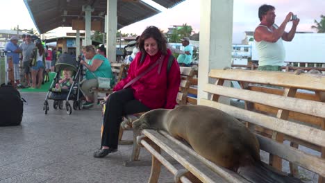 A-sea-lion-sleeps-on-a-bench-on-a-dock-surrounded-by-tourists-in-the-Galapagos-Islands-Ecuador