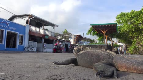 Una-Iguana-Duerme-En-Las-Calles-De-La-Ciudad-De-Puerto-Ayora-Galápagos-Ecuador