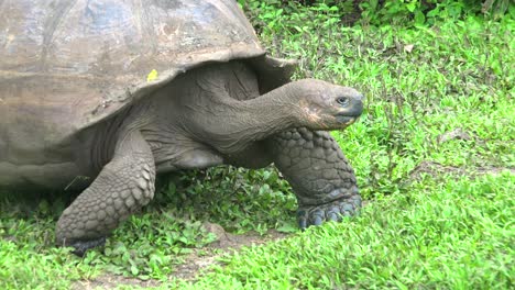 A-giant-land-tortoise-walks-through-grass-and-approaches-fresh-water-in-the-Galapagos-Islands-Ecuador