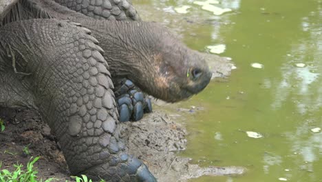 A-giant-land-tortoise-drinks-fresh-water-from-a-pond-in-the-Galapagos-Islands-Ecuador