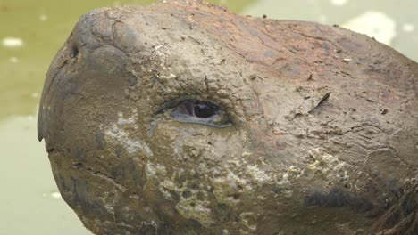 Extreme-Nahaufnahme-Des-Schlammigen-Gesichtes-Einer-Riesigen-Landschildkröte-Auf-Den-Galapagos-Inseln,-Ecuador