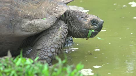 Eine-Riesige-Landschildkröte-Trinkt-Frisches-Wasser-Aus-Einem-Teich-Auf-Den-Galapagos-inseln-Ecuador-1