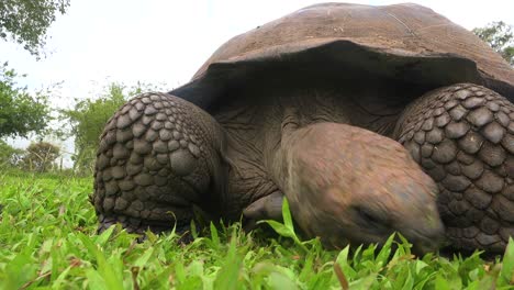 Eine-Riesige-Landschildkröte-Frisst-Gras-Auf-Den-Galapagos-Inseln,-Ecuador-1