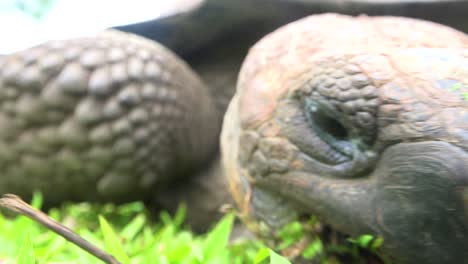 Extreme-Nahaufnahme-Des-Gesichts-Einer-Riesigen-Landschildkröte,-Die-Gras-Auf-Den-Galapagos-Inseln-Ecuador-Isst