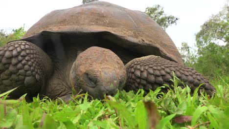 A-giant-land-tortoise-eats-grass-in-the-Galapagos-Islands-Ecuador-2