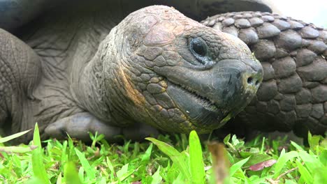 Eine-Riesige-Landschildkröte-Frisst-Gras-Auf-Den-Galapagos-inseln-Ecuador-3