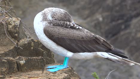 Ein-Blaufußtölpel-Schläft-Auf-Einer-Klippe-In-Den-Galapagos-Inseln-Ecuador