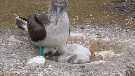 A-blue-footed-booby-sits-on-its-nest-with-baby-chicks-in-the-Galapagos-Islands-Ecuador