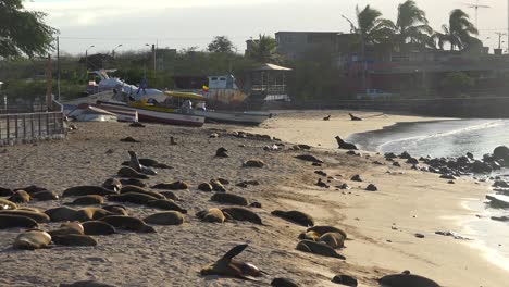Dozens-of-sea-lions-lounge-on-the-beach-at-Puerto-Baquerizo-Moreno-harbor-the-capital-city-of-the-Galapagos-Islands-Ecuador