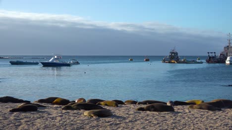 Dozens-of-sea-lions-lounge-on-the-beach-at-Puerto-Baquerizo-Moreno-harbor-the-capital-city-of-the-Galapagos-Islands-Ecuador-2