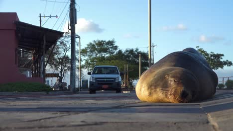 An-adult-sea-lion-sleeps-on-a-road-or-highway-as-cars-drive-by-in-the-background