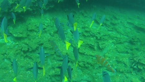 Unterwasseraufnahmen-Von-Fischen,-Die-Zwischen-Den-Korallenriffen-Der-Galapagos-Inseln-Schwimmen