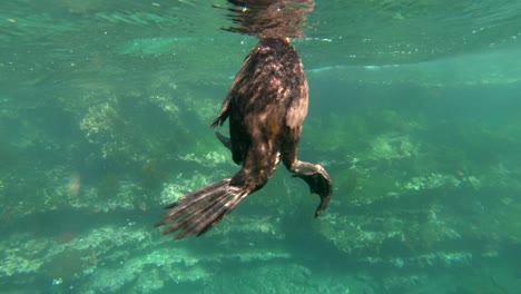 Bemerkenswerte-Aufnahmen-Von-Einem-Kormoranvogel,-Der-Auf-Den-Galapagos-Inseln-Ecuador-Taucht-Und-Unter-Wasser-Schwimmt-3