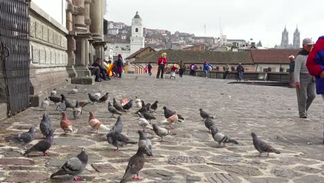 Pedestrians-walk-on-the-cobblestone-streets-of-Quito-Ecuador-with-pigeons-foreground