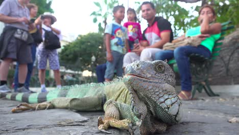 Ein-Leguan-Sitzt-Inmitten-Von-Menschen-In-Einem-öffentlichen-Park-In-Guayaquil-Ecuador