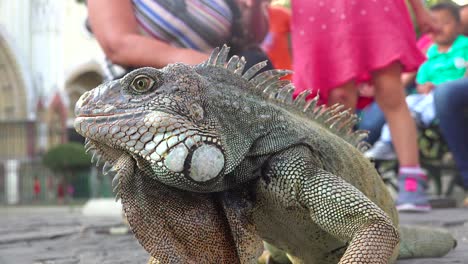 Una-Iguana-Se-Sienta-En-Medio-De-La-Gente-En-Un-Parque-Público-En-Guayaquil-Ecuador-1
