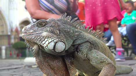 Ein-Leguan-Sitzt-Inmitten-Von-Menschen-In-Einem-öffentlichen-Park-In-Guayaquil-Ecuador-1