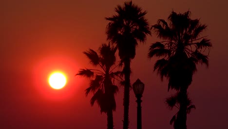 A-sunset-behind-palm-trees-in-Los-Angeles-California
