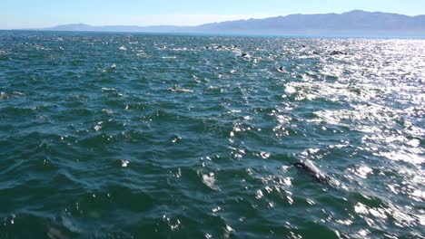 Miles-De-Delfines-Migran-En-Una-Manada-Masiva-A-Través-Del-Parque-Nacional-De-Las-Islas-Del-Canal