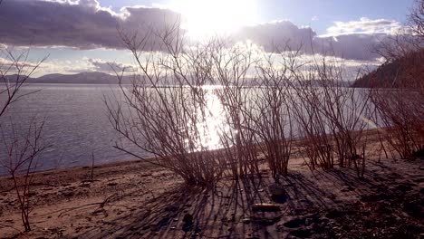 Aufnahme-Von-Pflanzen,-Die-Vor-Einem-Sonnenuntergang-Am-Lake-Tahoe-Wachsen