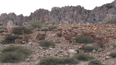 Hembra-De-Venado-Bura-Juvenil-Pastan-En-Una-Ladera-En-El-Este-De-Sierra-Nevada-4