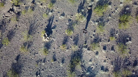 High-angle-drone-aerial-of-a-photographer-walking-with-and-tripod-across-a-desert-with-long-shadows