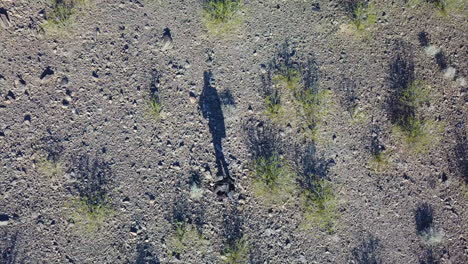 High-angle-drone-aerial-of-a-photographer-walking-with-and-tripod-across-a-desert-with-long-shadows-1