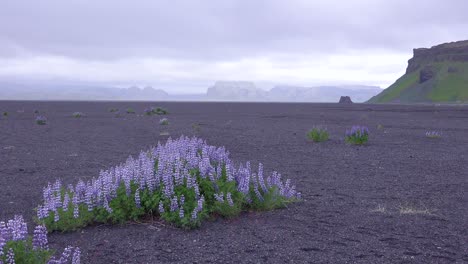 Purple-lupine-flowers-grow-in-a-stark-volcanic-landscape-in-Iceland
