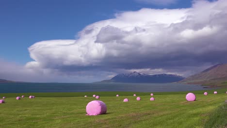 Large-pink-bales-of-hay-wrapped-in-plastic-cylinders-like-marshmallows-in-the-fields-of-Iceland-1